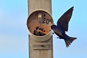 Purple Martin